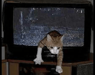 Battle against the tv cat