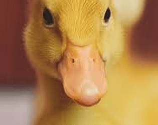 Ducky Taggers