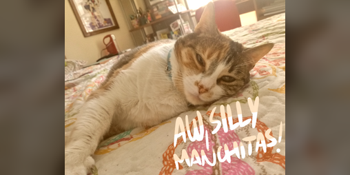Cover image for Aw, Silly Manchitas!