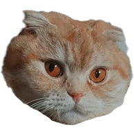 Cover image for CatCoin