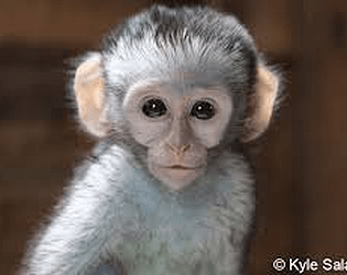 Spoopy Monkey's