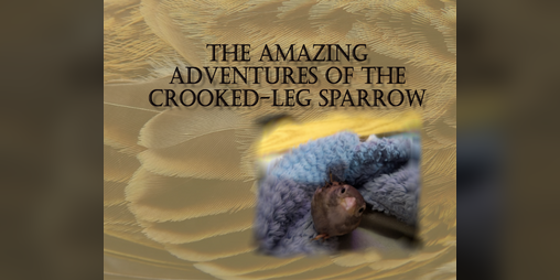 Cover image for The Amazing Adventures Of The Crooked-Leg Sparrow (EN/ES)