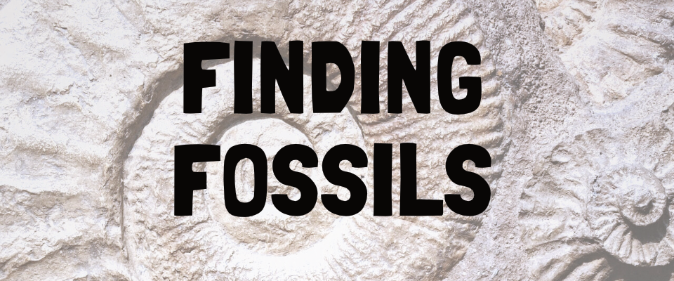 Finding Fossils: A Solo Journaling TTRPG Zine by Eggene