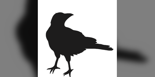 Cover image for Together Birds Kill