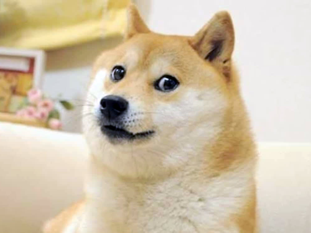 Dogebox