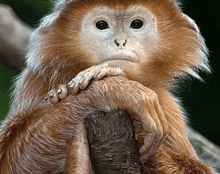 Exotic Apes