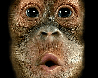 Primate Run Demo
