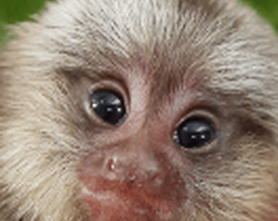 MonkeExplorers