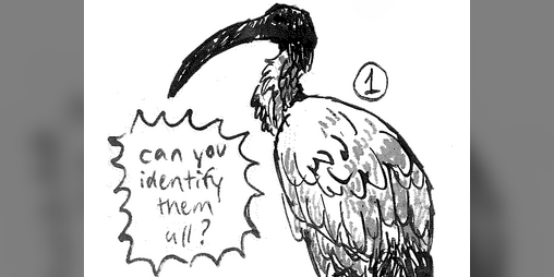 Cover image for Adventures in Birdwatching (Printable Zine)