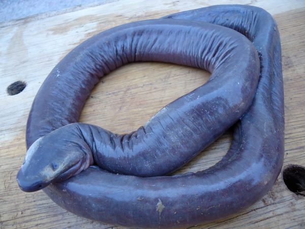 caecilian