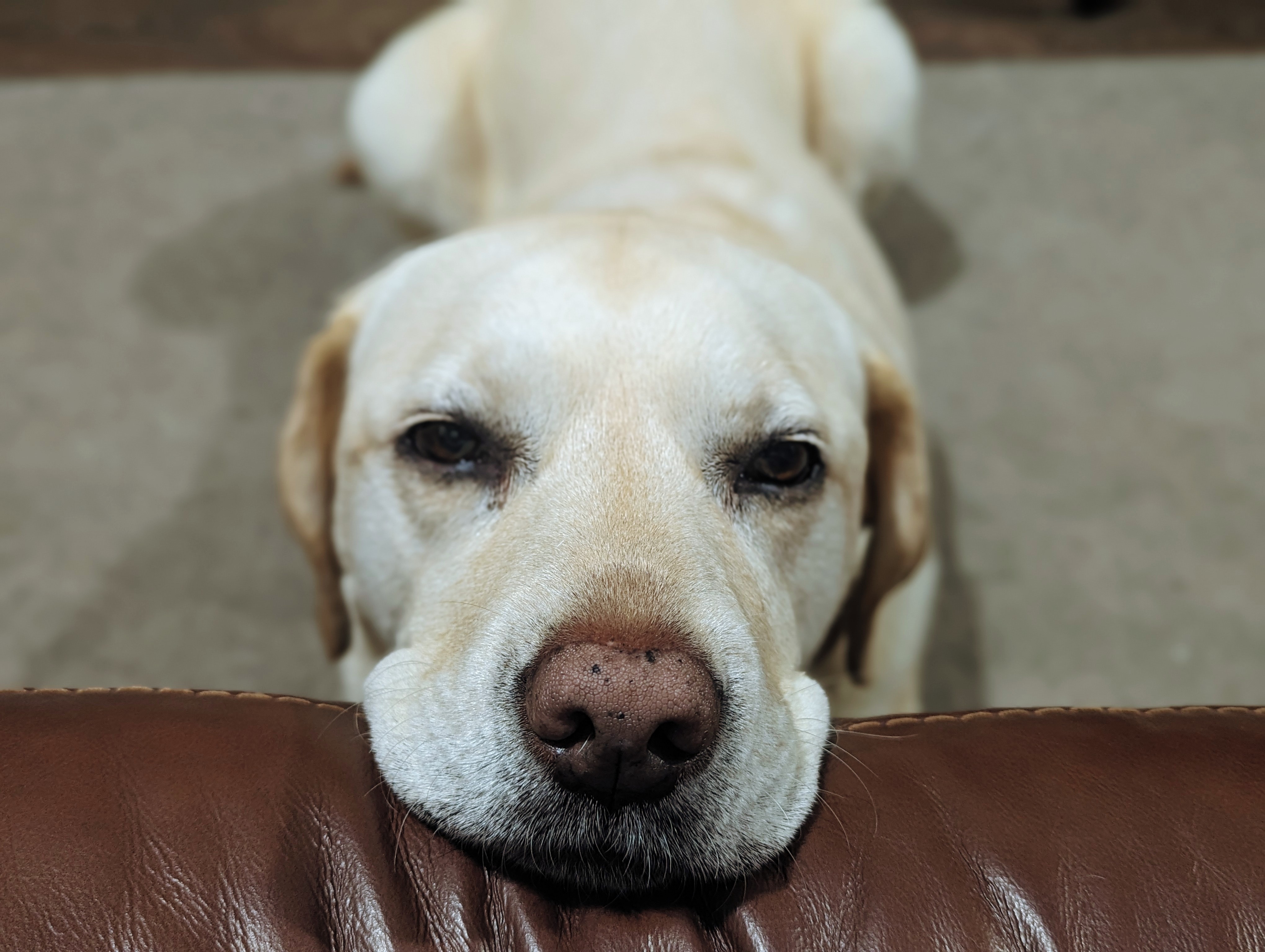 Scully the Labrador