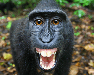 monkeys belong