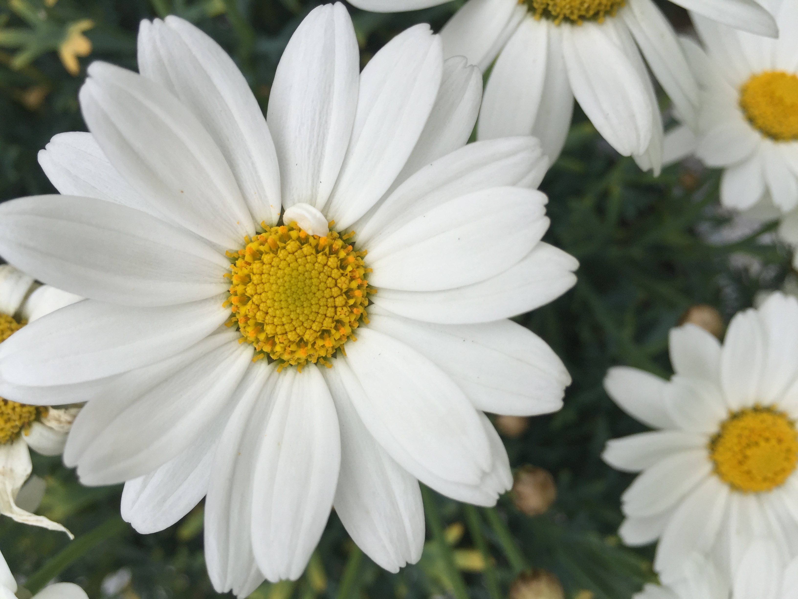 Cover image for Daisy