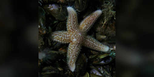 Cover image for From the Depths