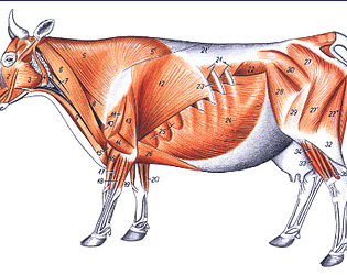 Quiz anatomia veterinária (músculos torácicos)