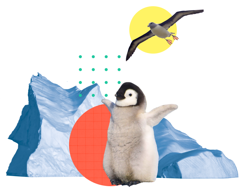 Penguin chick and soaring Albatross