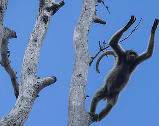 Monkey Game (lebekl)