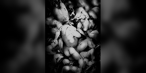 Cover image for Phobiaphilia