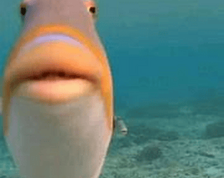 flappy bird remake