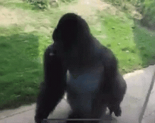 Gorilla Tag Vbs Version