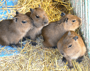 THE CAPYBARA GTAG FAN GAME