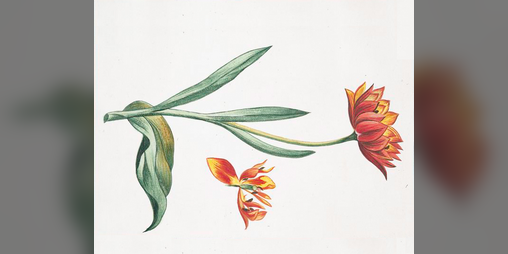 Cover image for Chimneys & Tulips