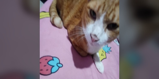 Cover image for Sprunki Cat mod and not all characters