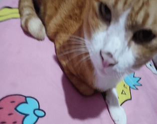 Cat Jump! Mobile & PC