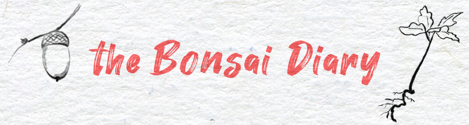 the Bonsai Diary