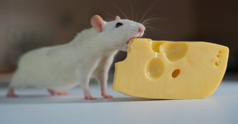 Cover image for Cheddar Trials