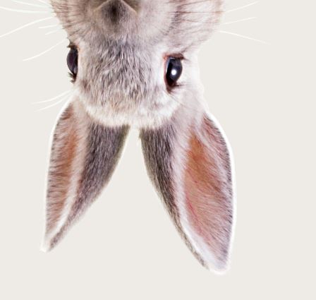 Cover image for Bunber Guess-Guess
