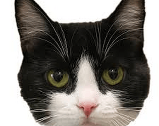 Cat World