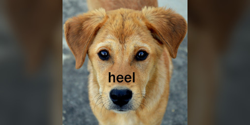 Cover image for Heel
