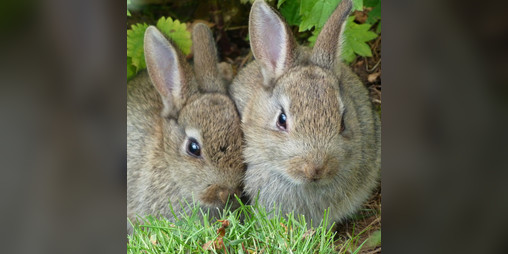 Cover image for Bobby and Bonnie