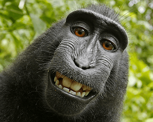 Ape Runners