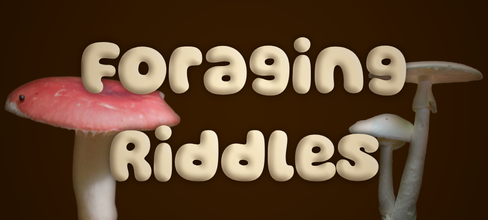 Foraging Riddles