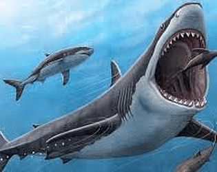 Shark Drenzy