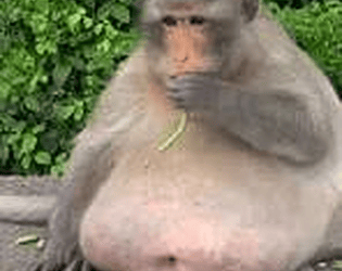 Goffy Monke  project
