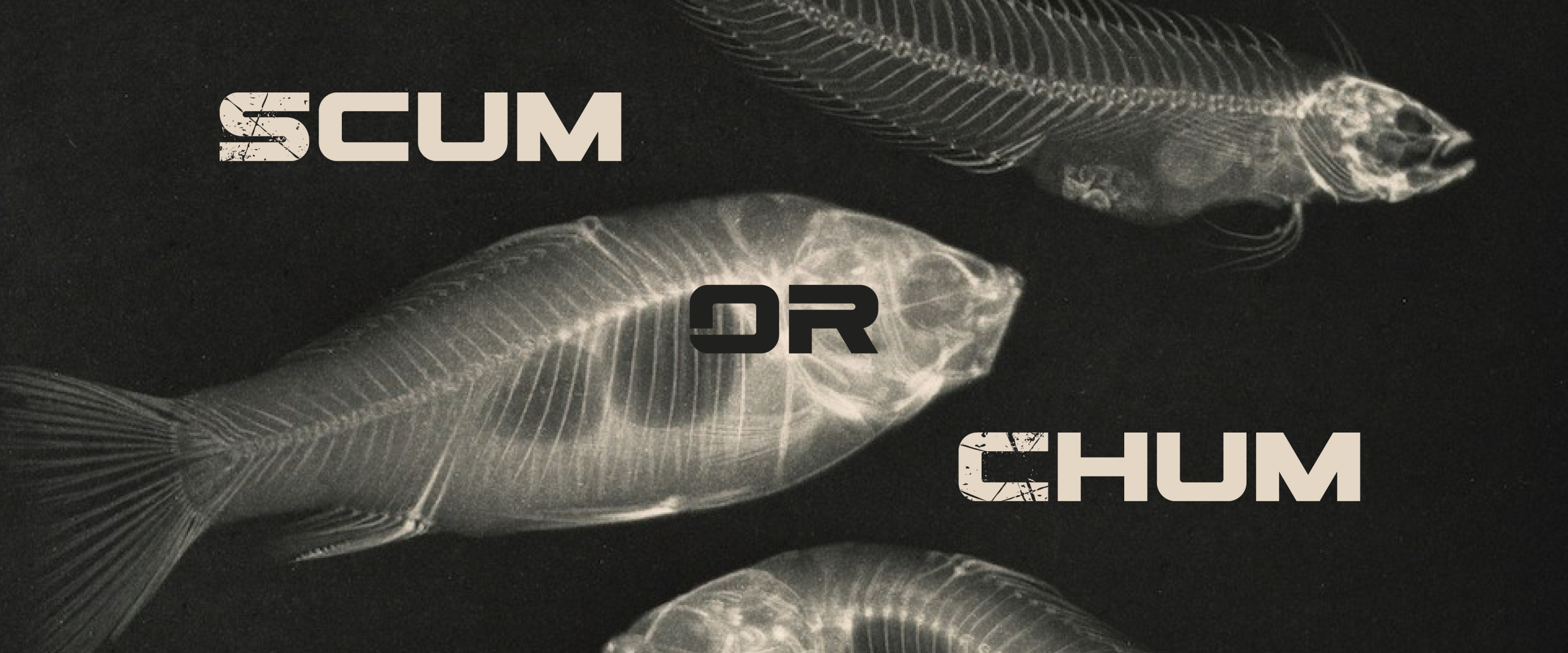 Scum or Chum