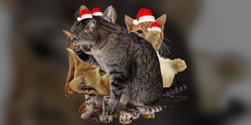 Cover image for Cats With Hats