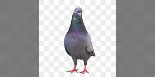 Cover image for HugePigeonPain