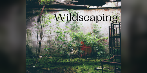 Cover image for Wildscaping