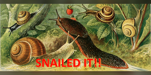 Cover image for Snailed it!
