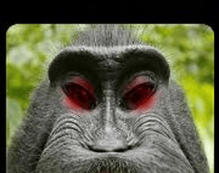 Scary Monkeys