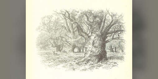 Cover image for The Endless Forest