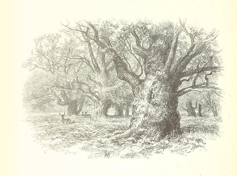 Cover image for The Endless Forest