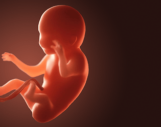 Fetus