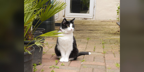 Cover image for Who's in My Garden?