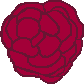 Begonia
