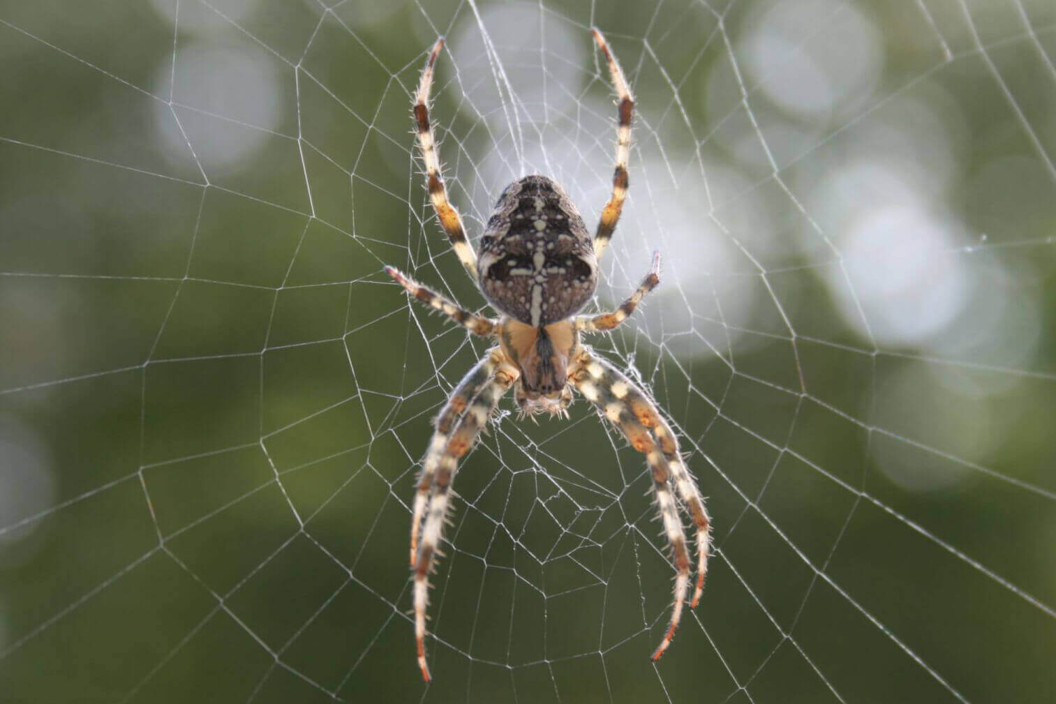 Spider-Head